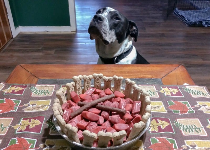 dog treat pie in front of dog for the holidays