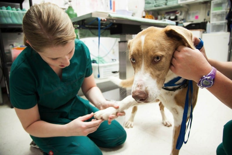career choices veterinarian
