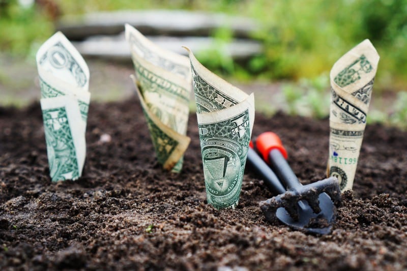 dollar bills planted into the ground as budgeting tips